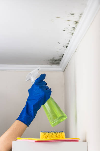 Best Attic Mold Remediation in Tarrant, AL