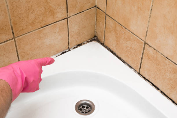 Best DIY Mold Remediation Support Services in Tarrant, AL